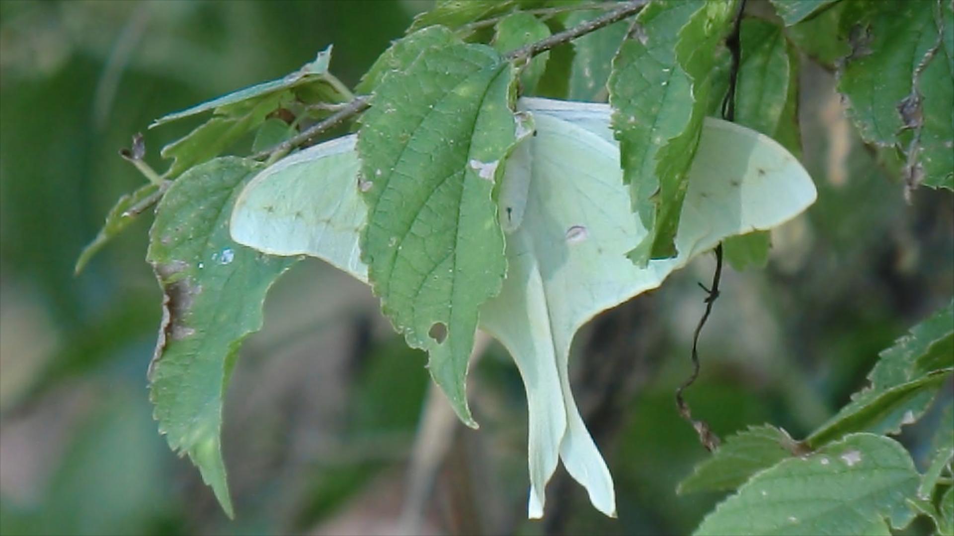 Luna Moth