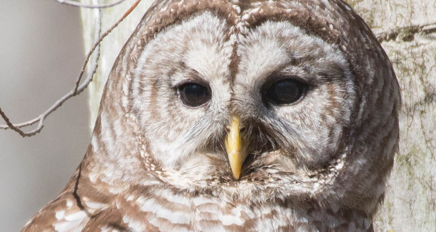 Barred Owl Close Up