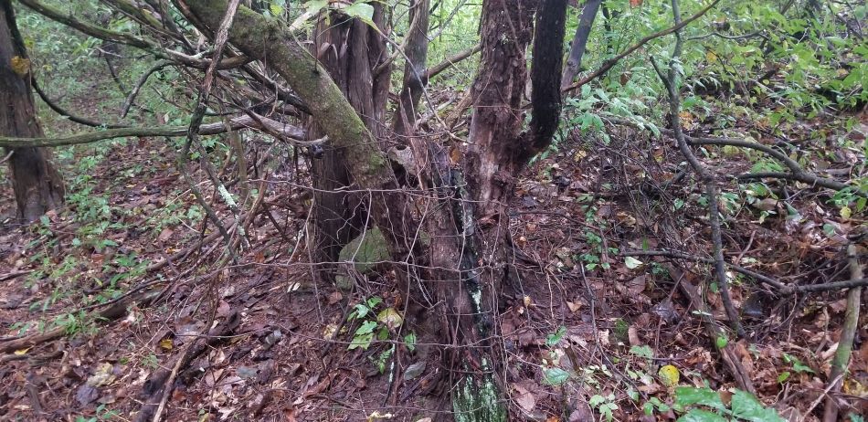 Brown Trail fence