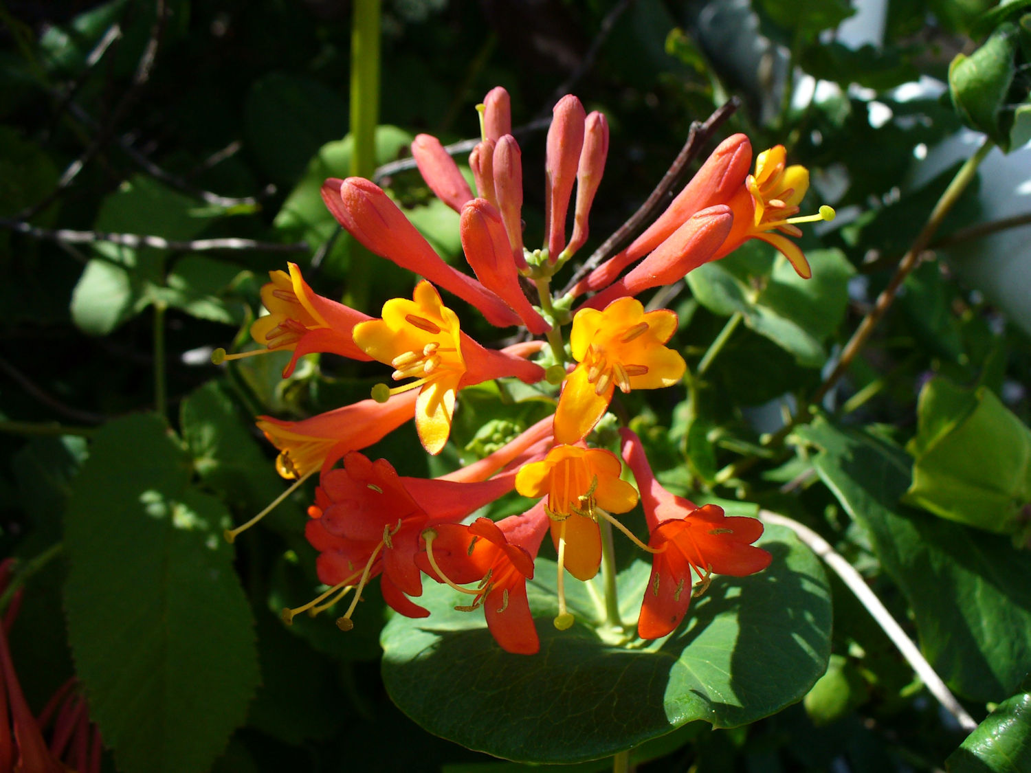 Coral honeysuckle