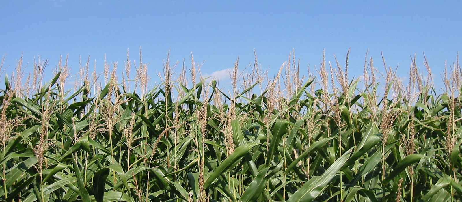 Cornfield