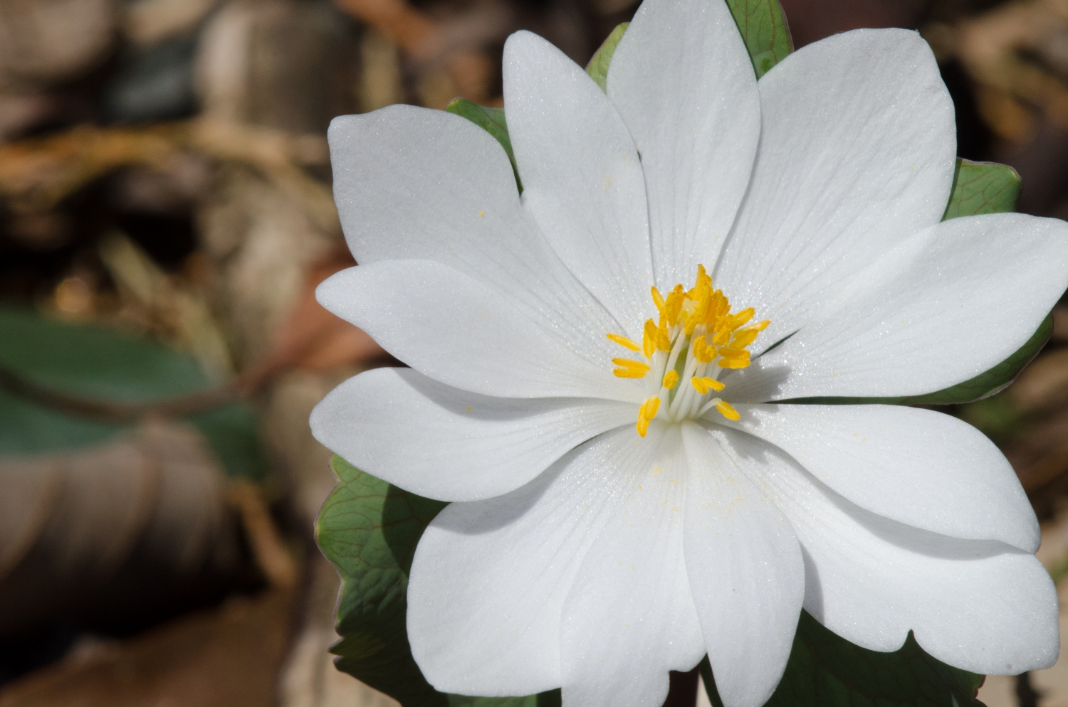 Bloodroot