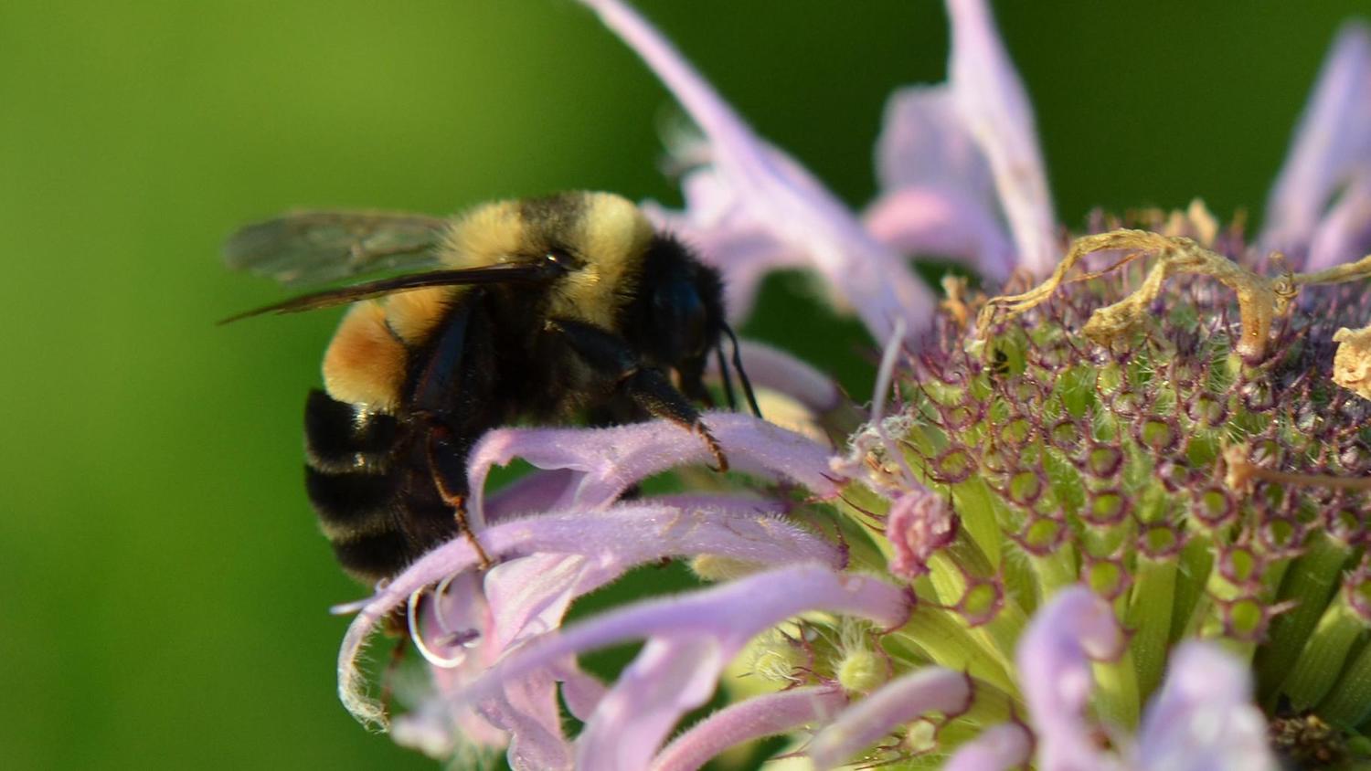 Rusty patched bumblebee