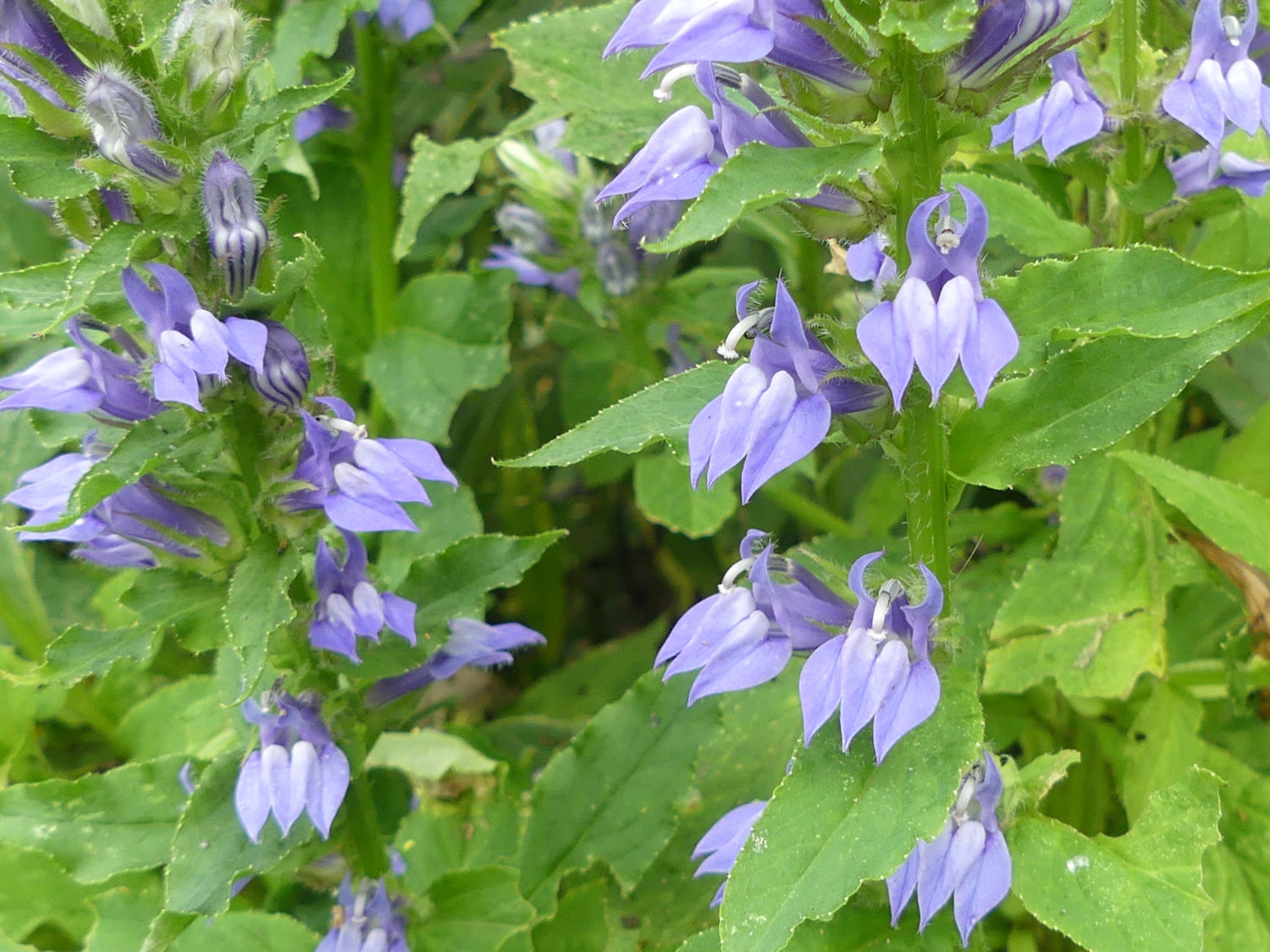 Great Blue Lobelia