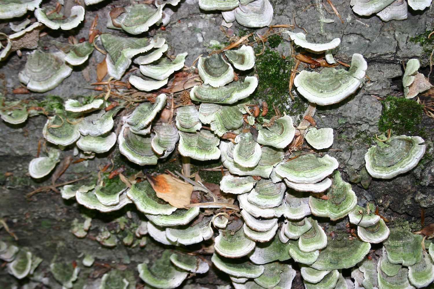 Shelf Mushrooms