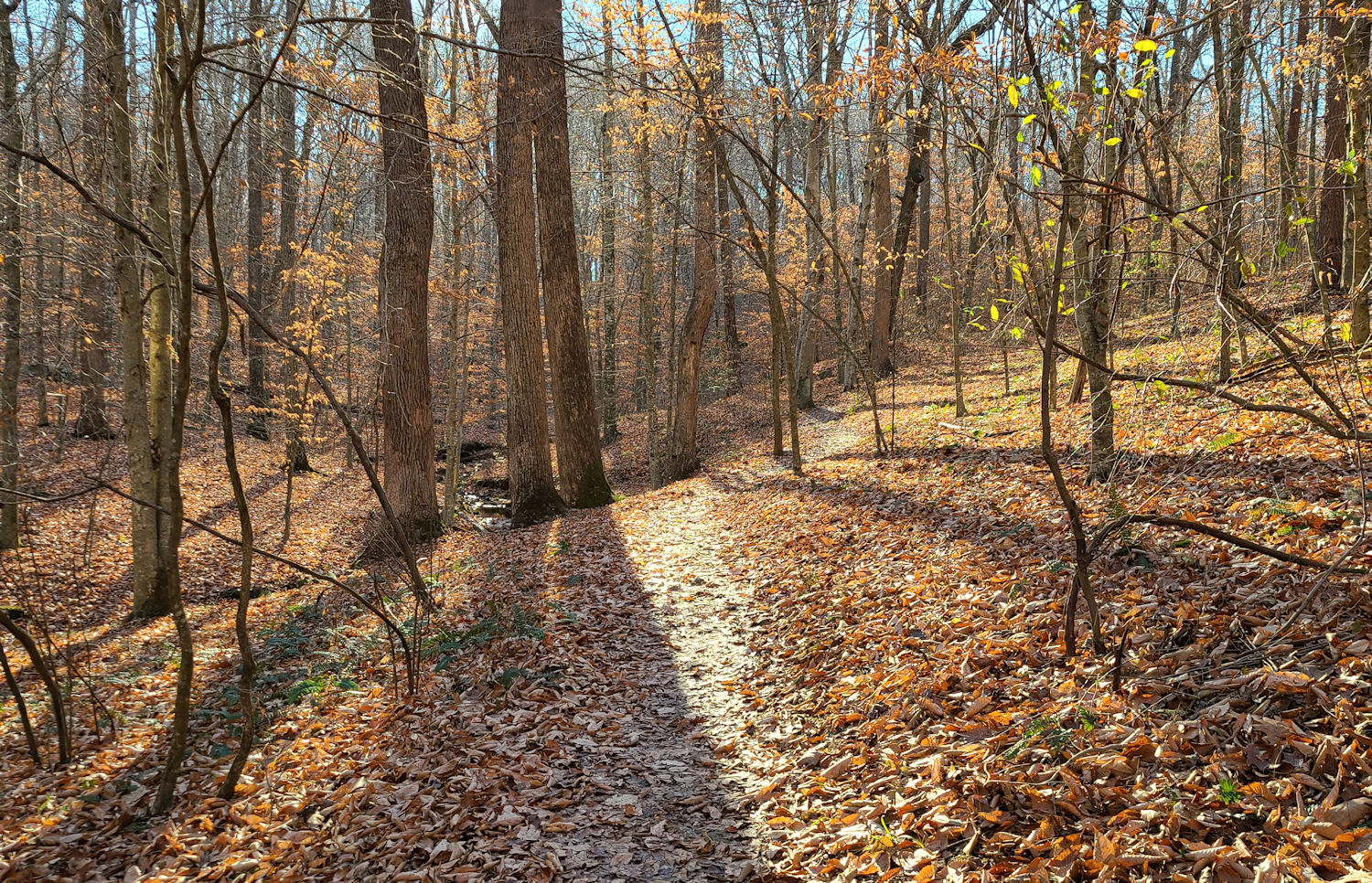 November woods