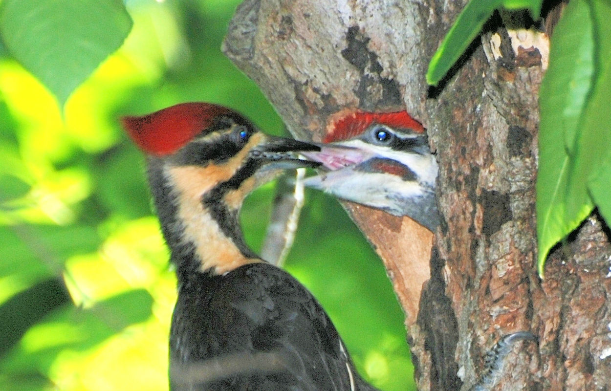 Pileated feeding young