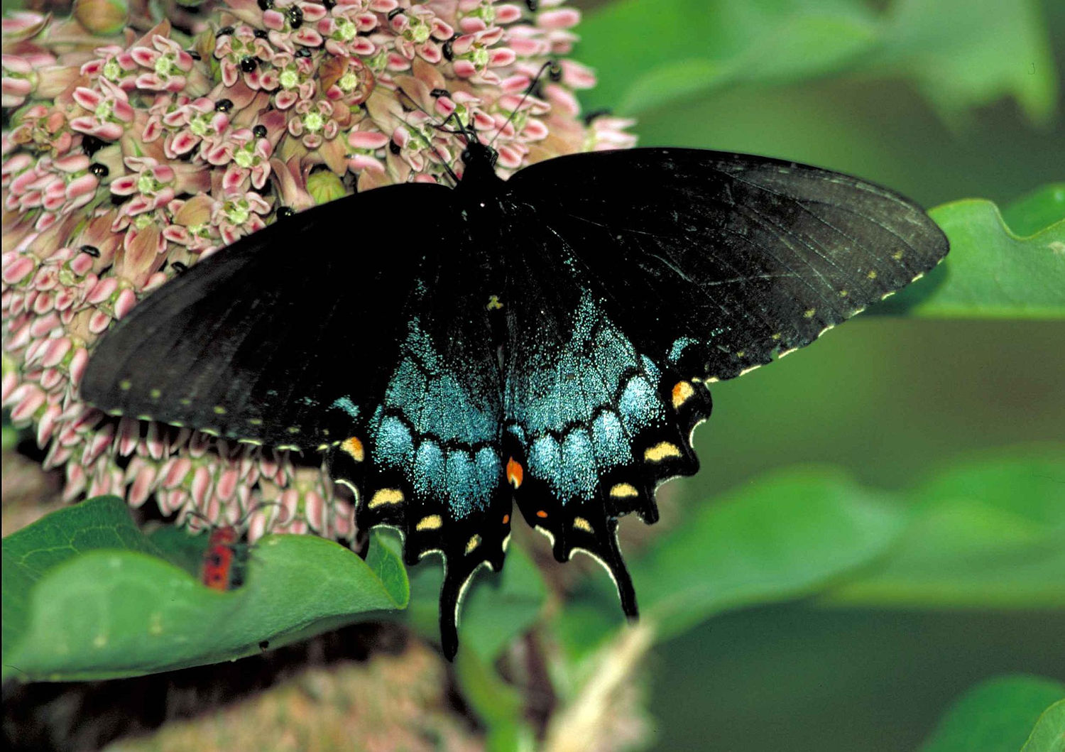Spicebush swallowtail