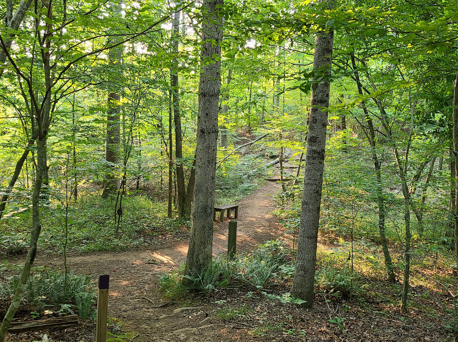 Brown Trail by Andrea