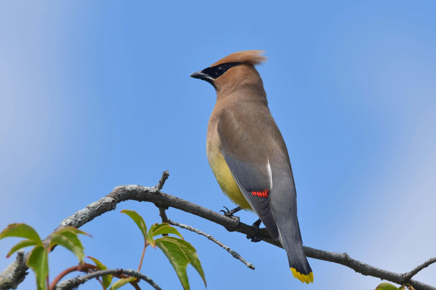 Cedar Waxwing 1500px