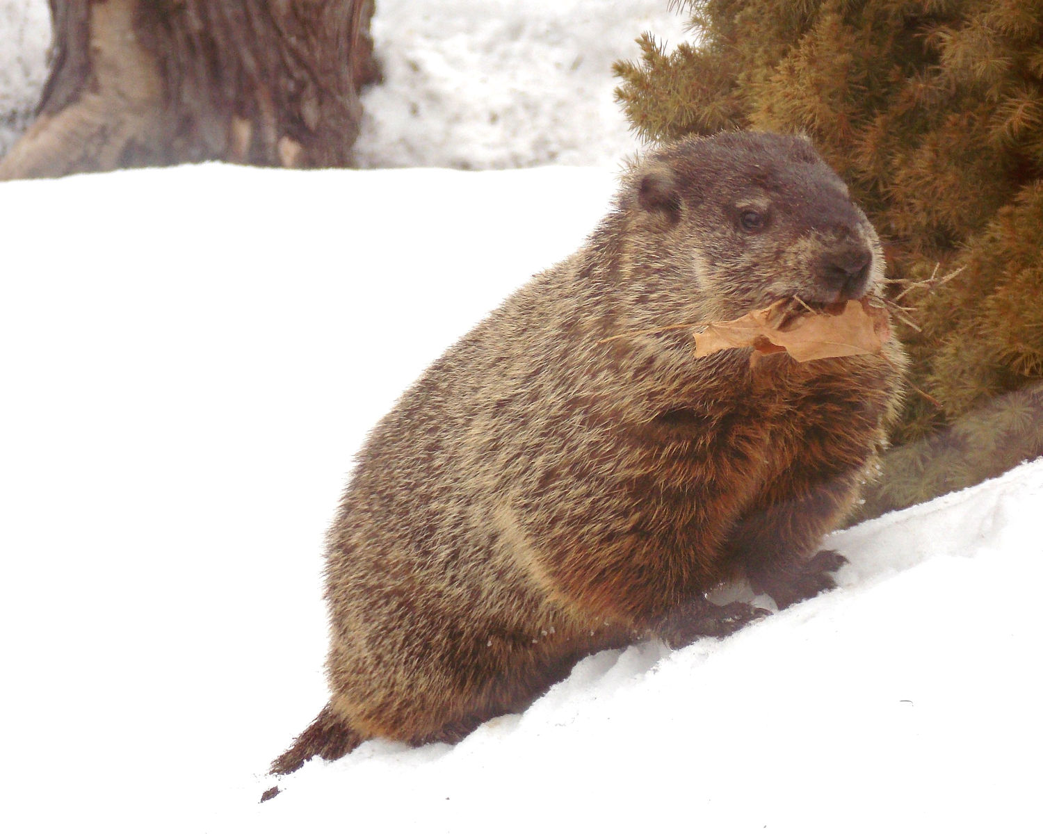 Groundhog in winter