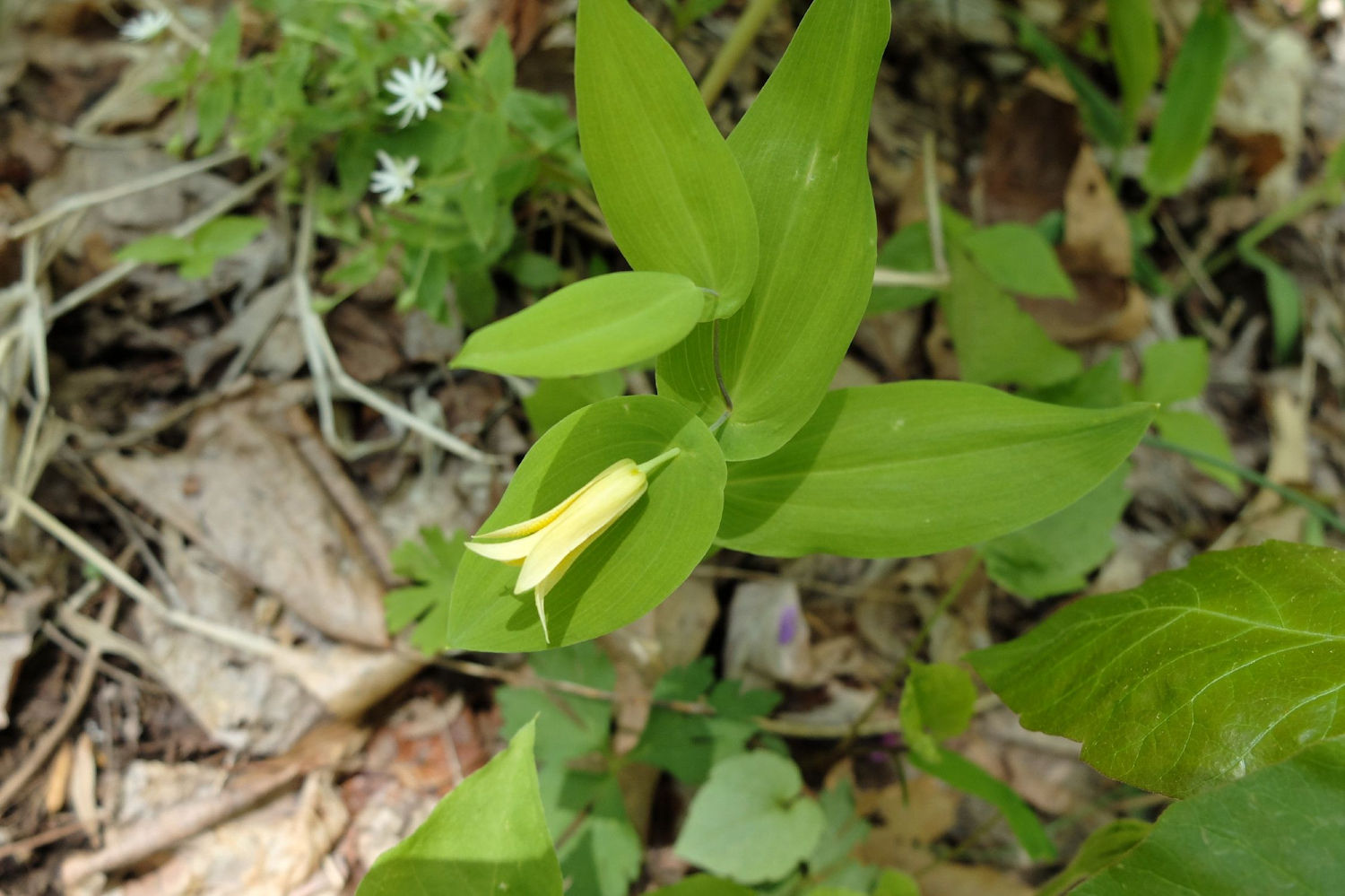Perfoliate bellwort