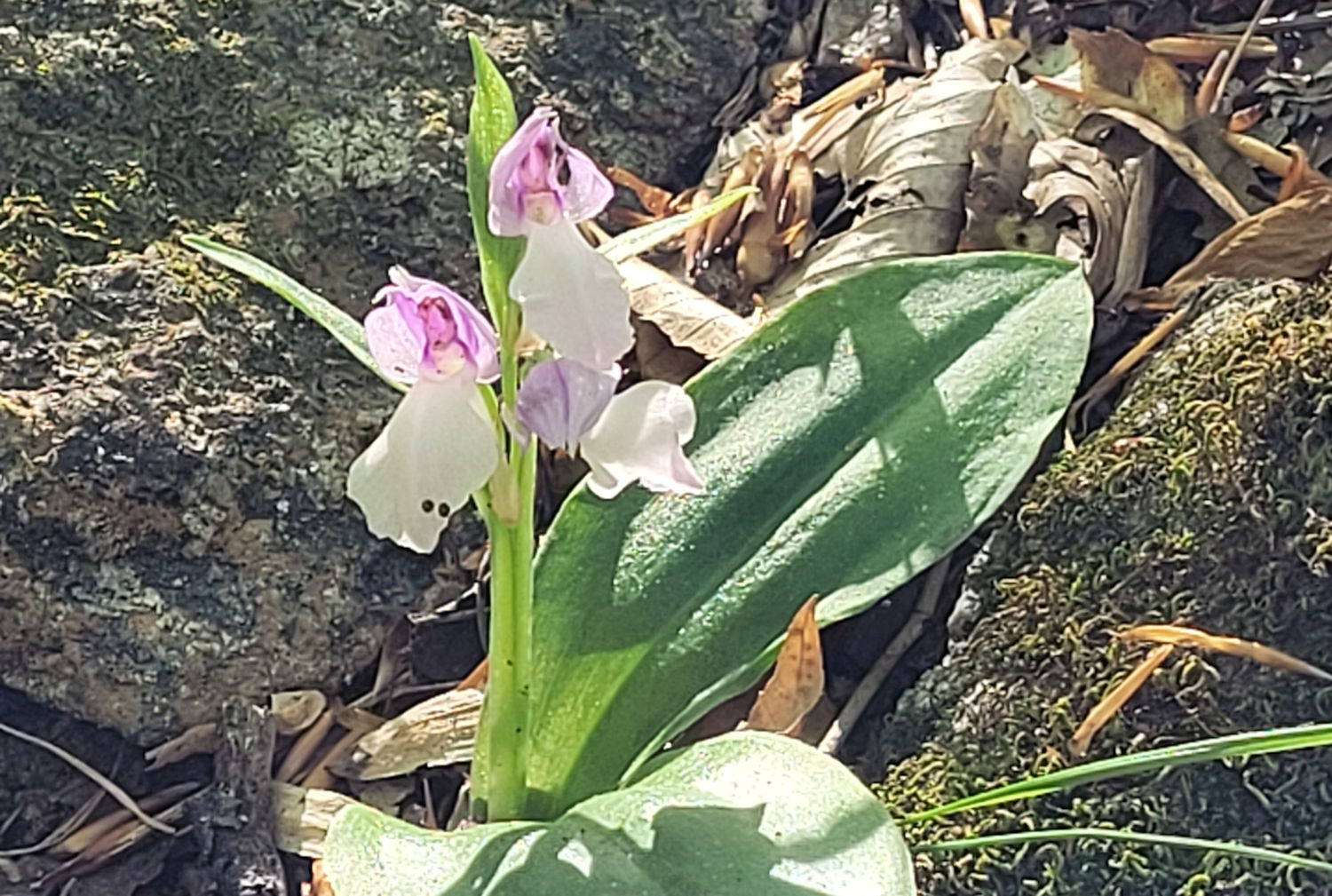Showy Orchis 1500px