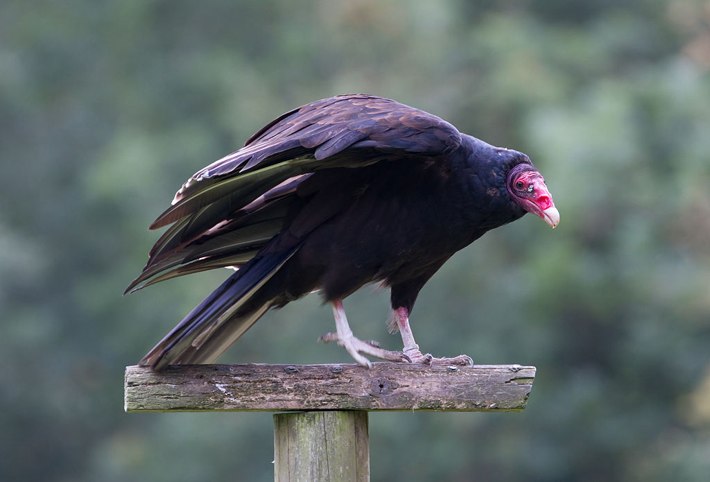 White Trail - Turkey Vulture