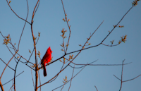 Cardinal