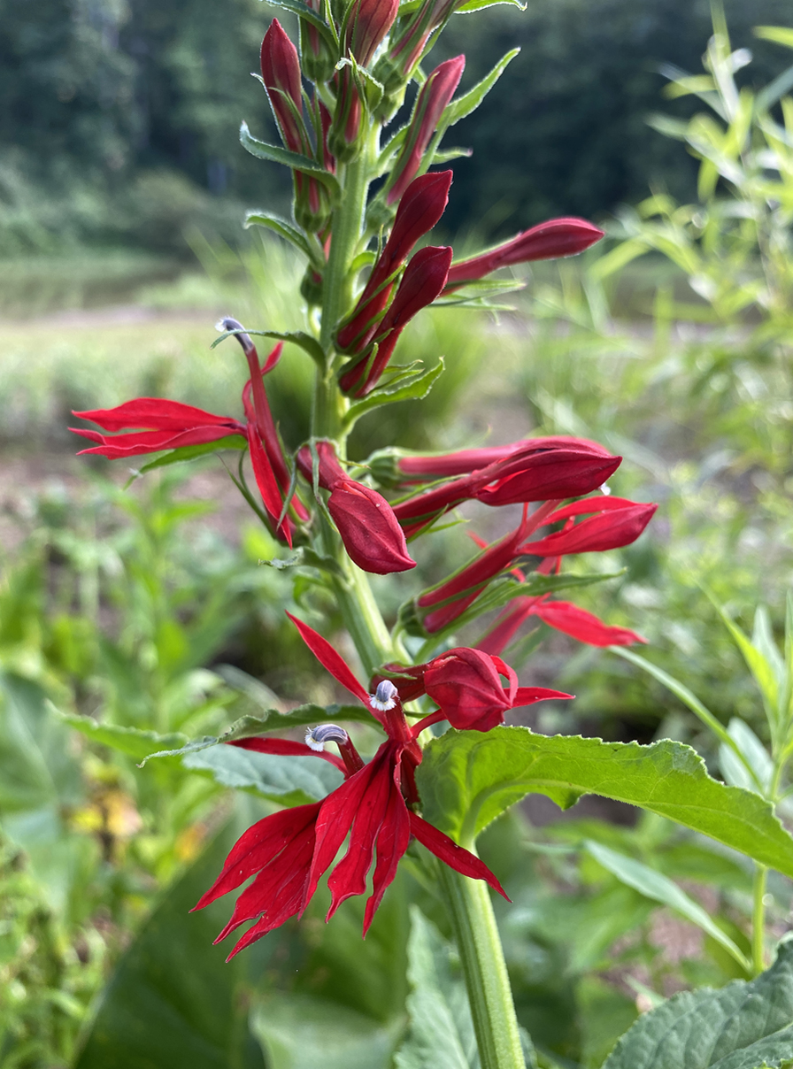 Cardinal Flower