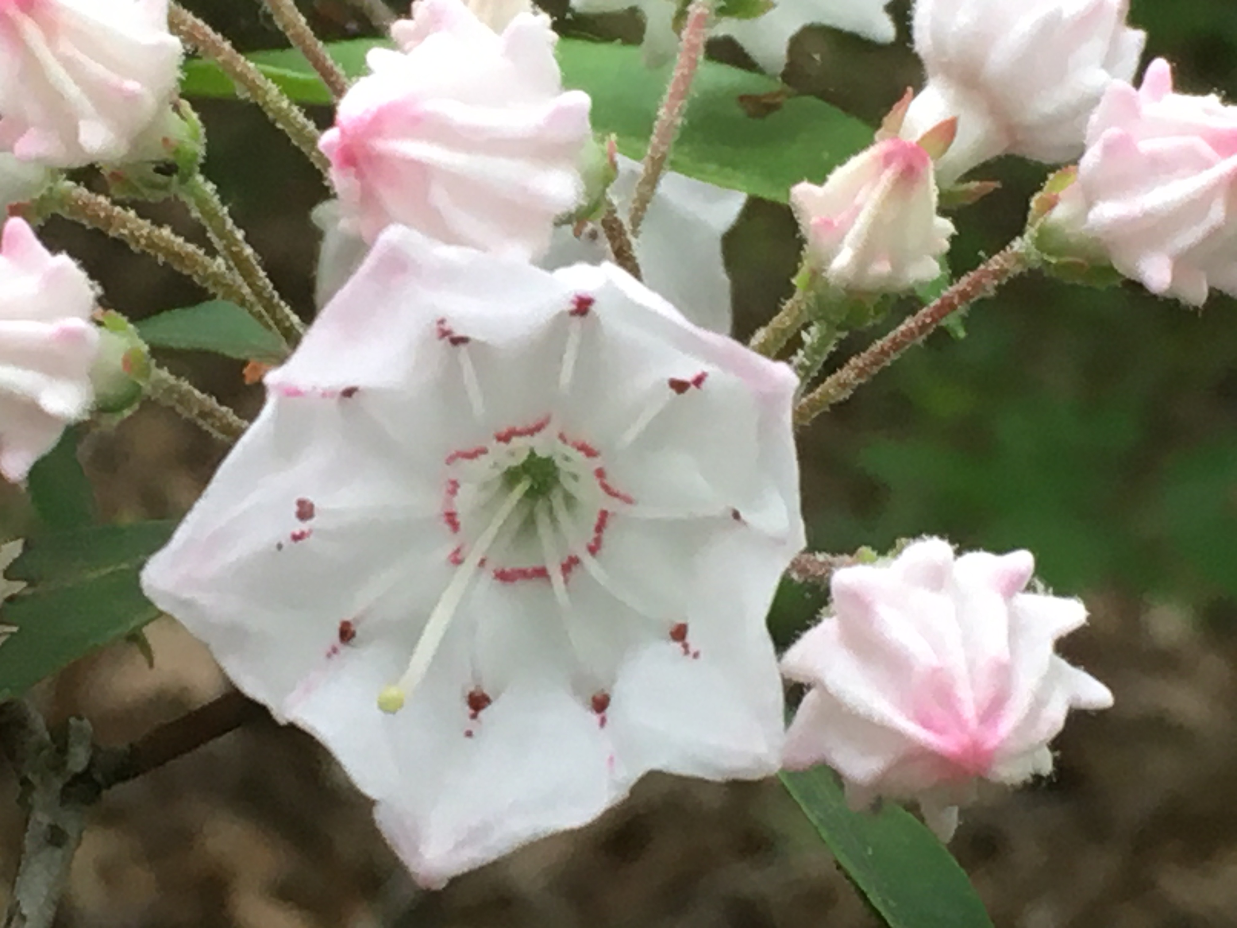 Mountain Laurel/Blue Trail