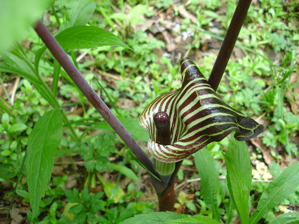 Jack in the pulpit