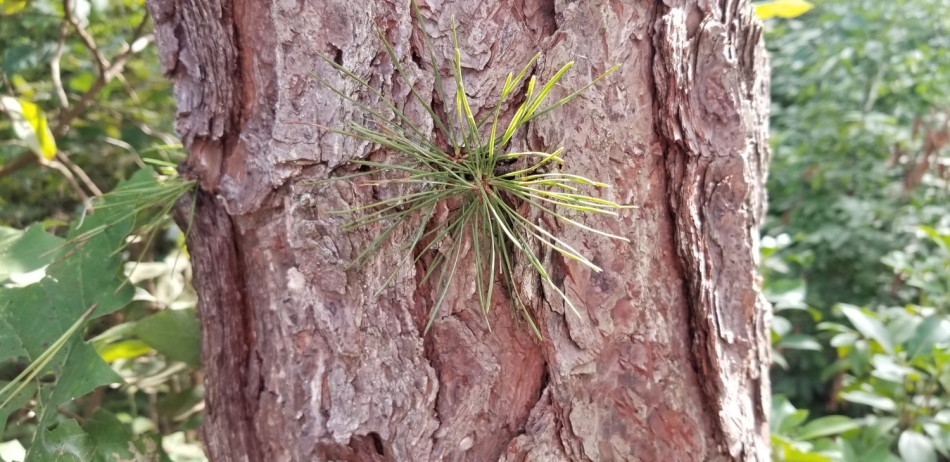 Pitch pine at ICNA