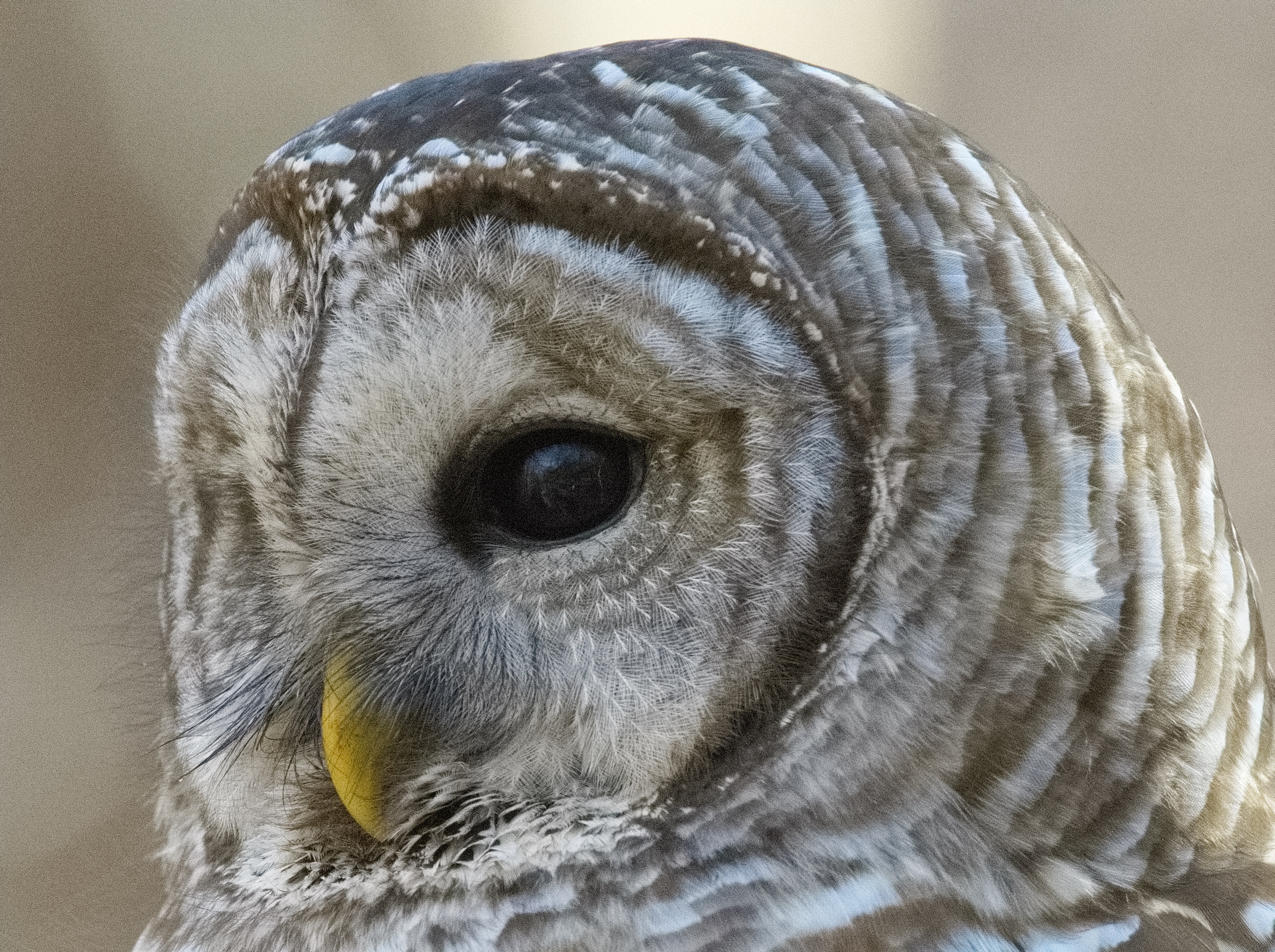 Barred Owl2