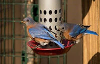 Two male bluebirds