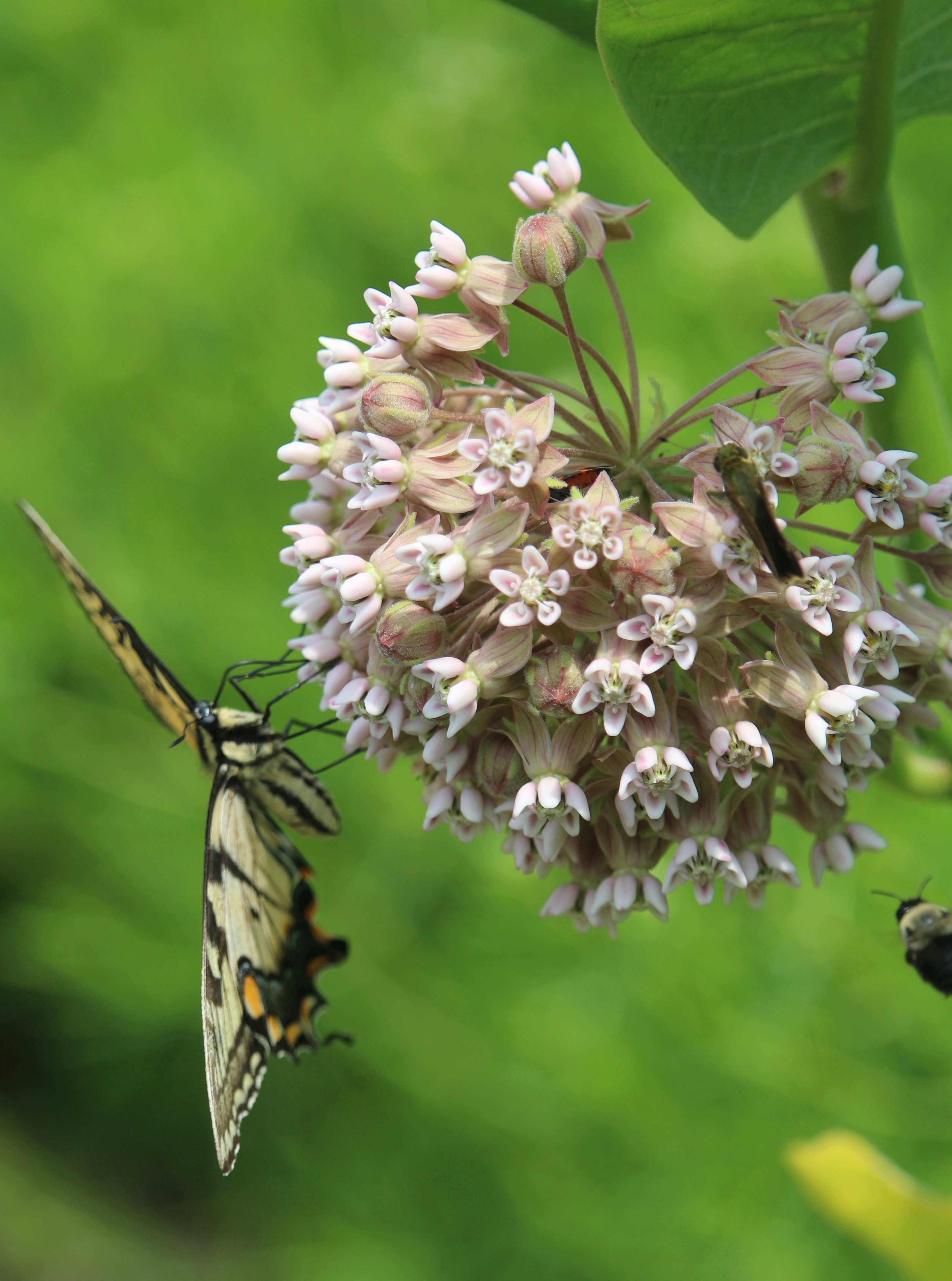 Milkweed as pollinator