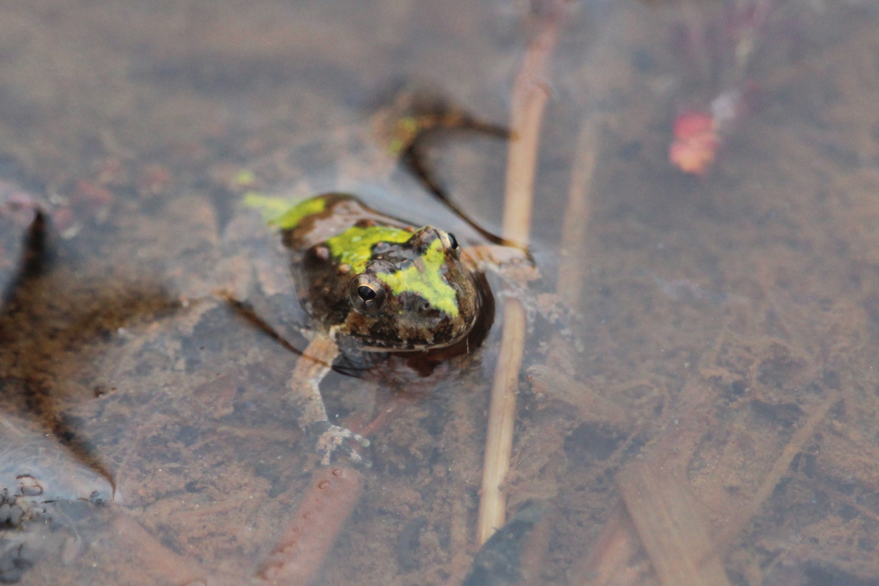 Cricket frog on Peninsula