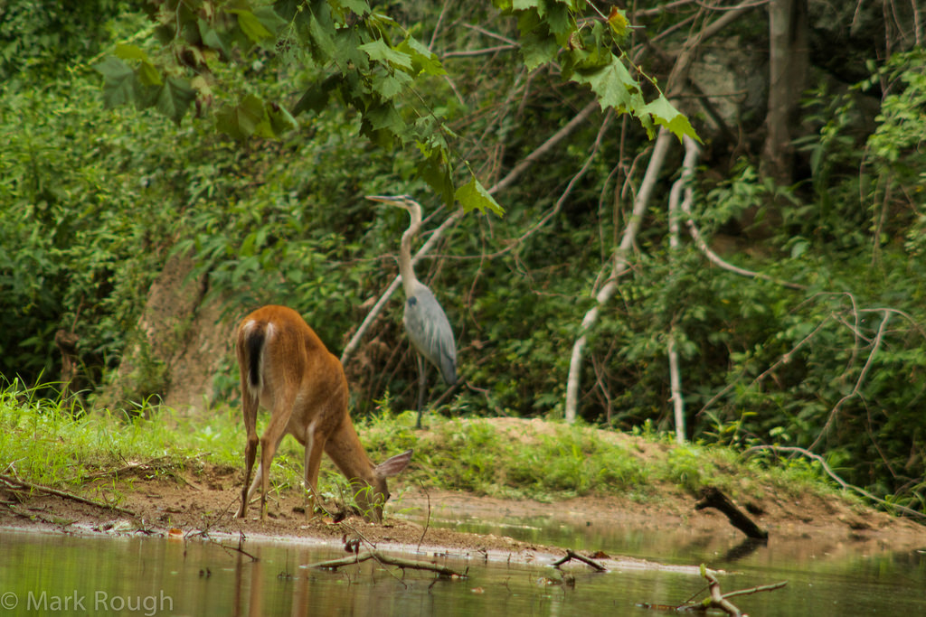 deer and heron