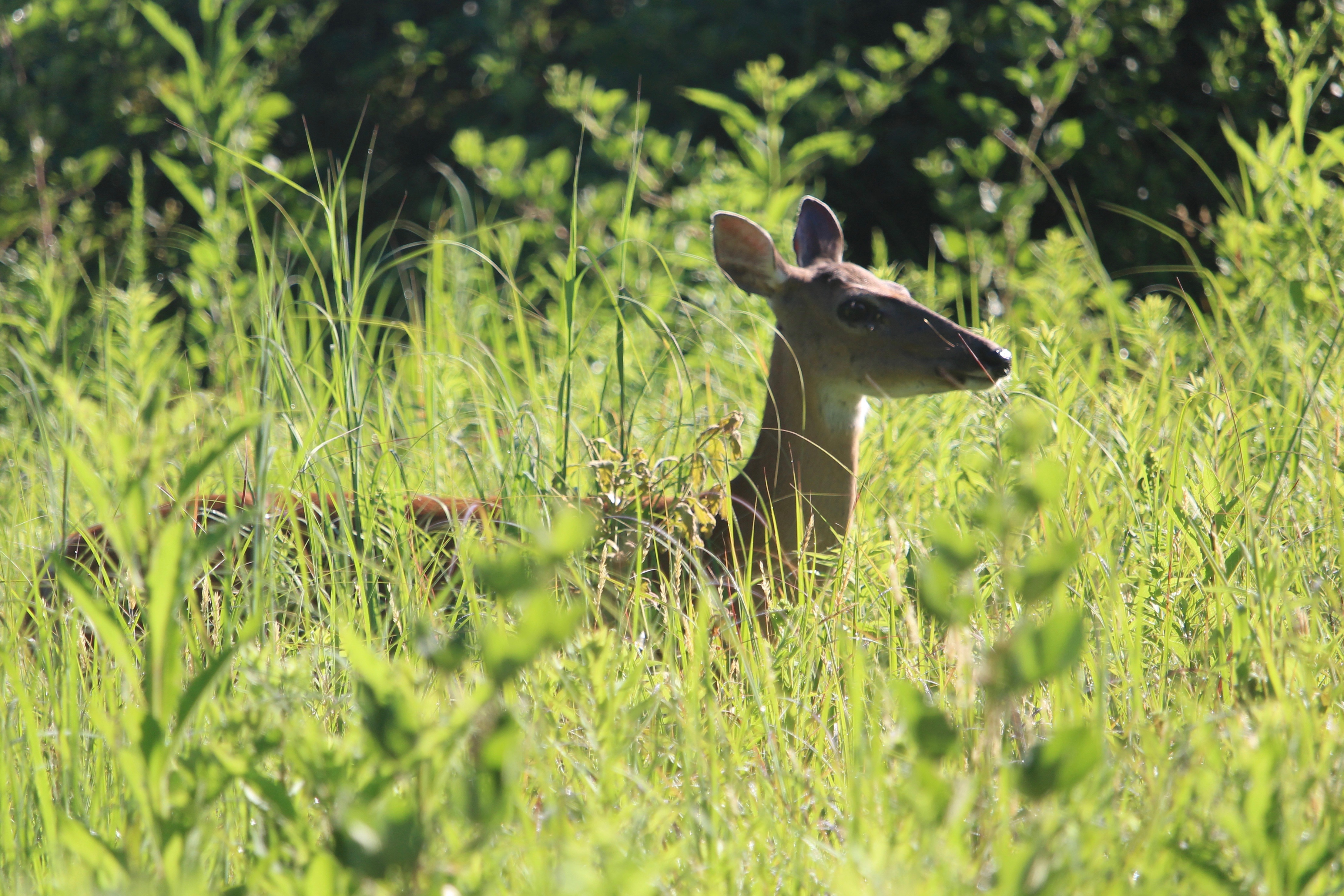 Deer in South Field