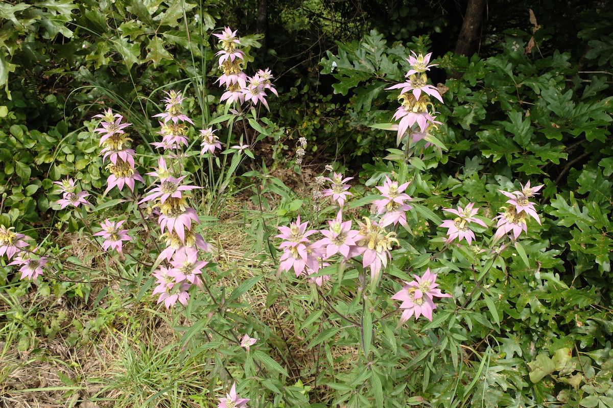Horsemint