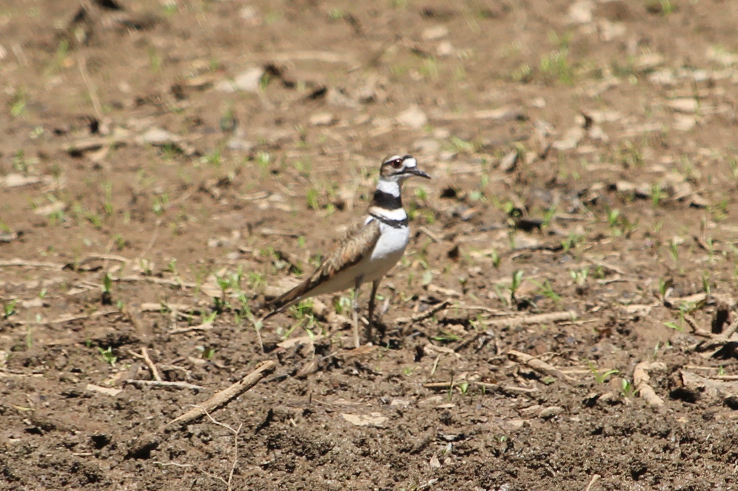 Kildeer
