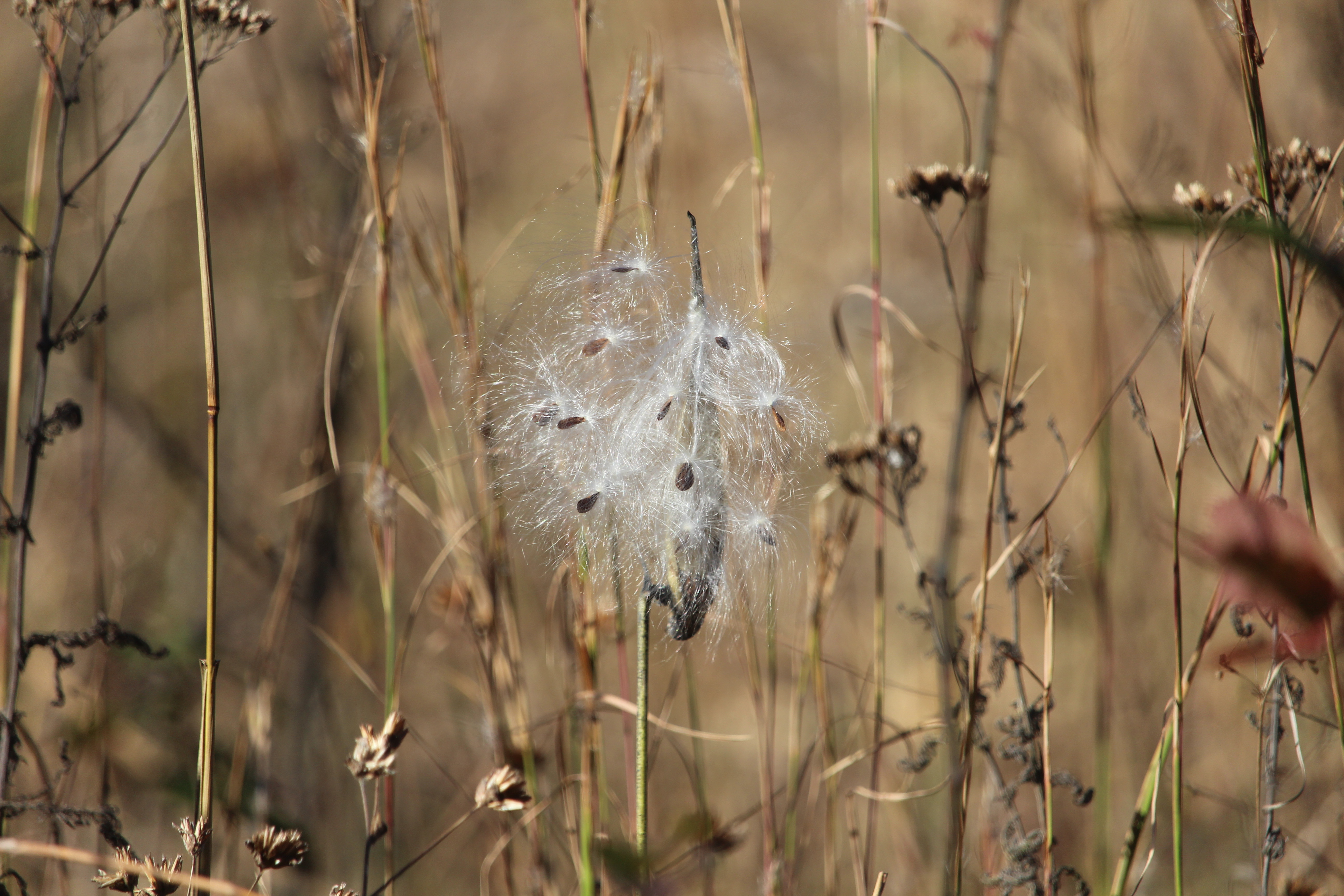 Milkweed in the North Field
