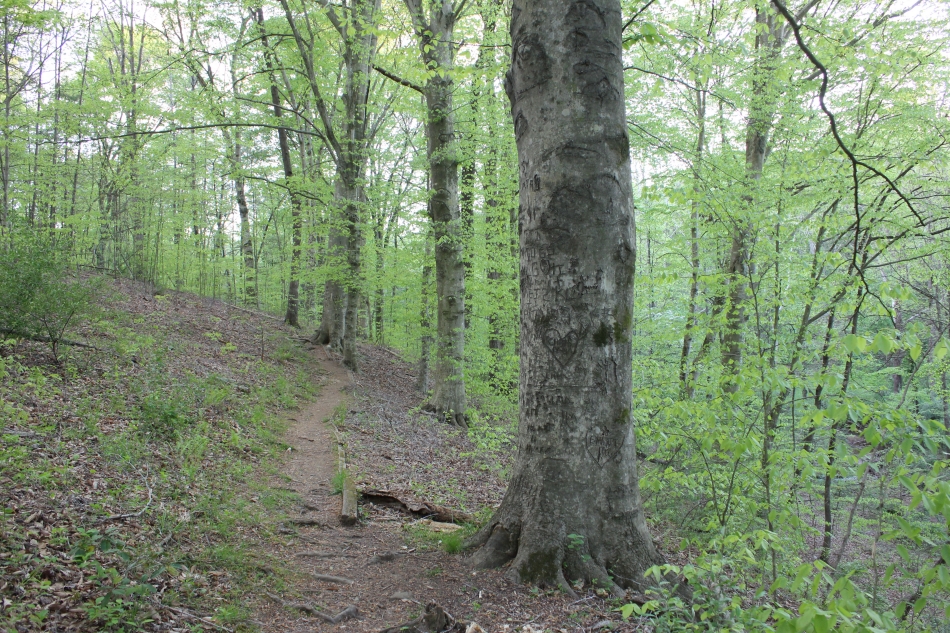White Trail Beech